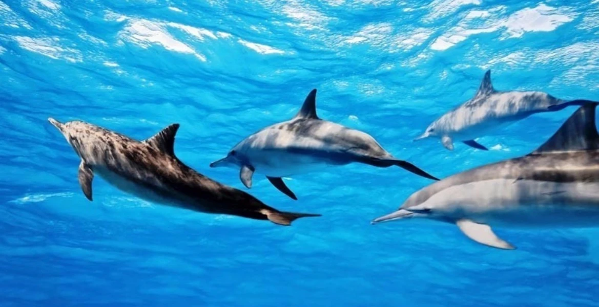 Dolphin House à Marsa Alam