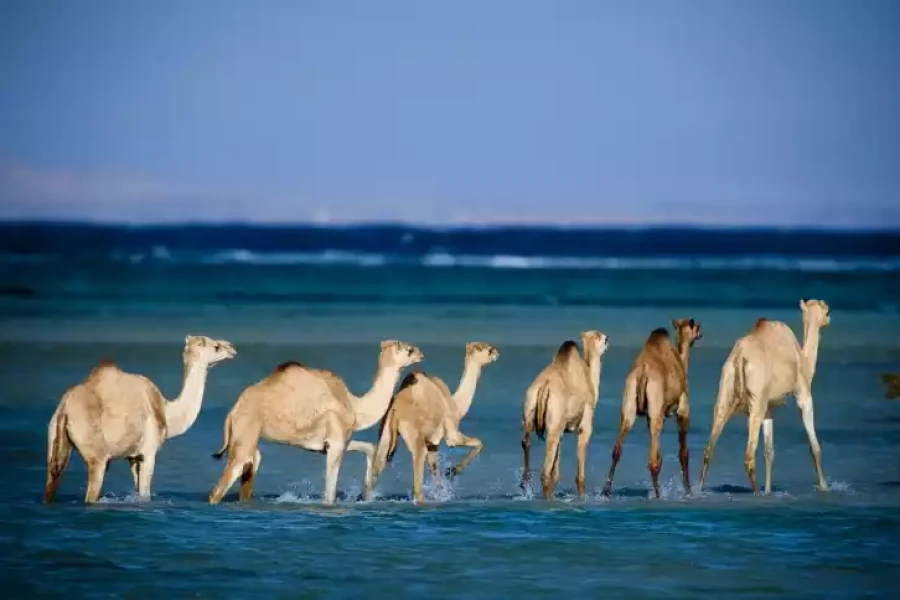 Wadi El-Gemal