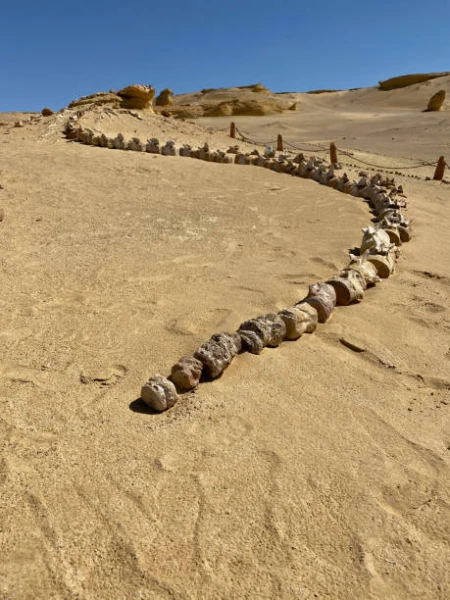 1-day desert safari trip to Wadi El Rayan and Wadi Hitan