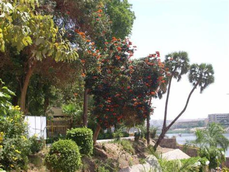 Lush Botanical Gardens on the Nile