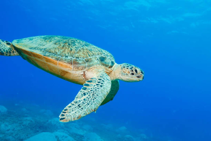 Experience delight with the beauty of diving life in the Hamata Islands