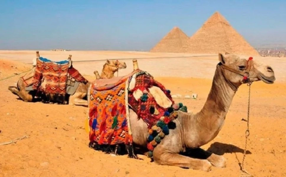 Egypt camel Rides