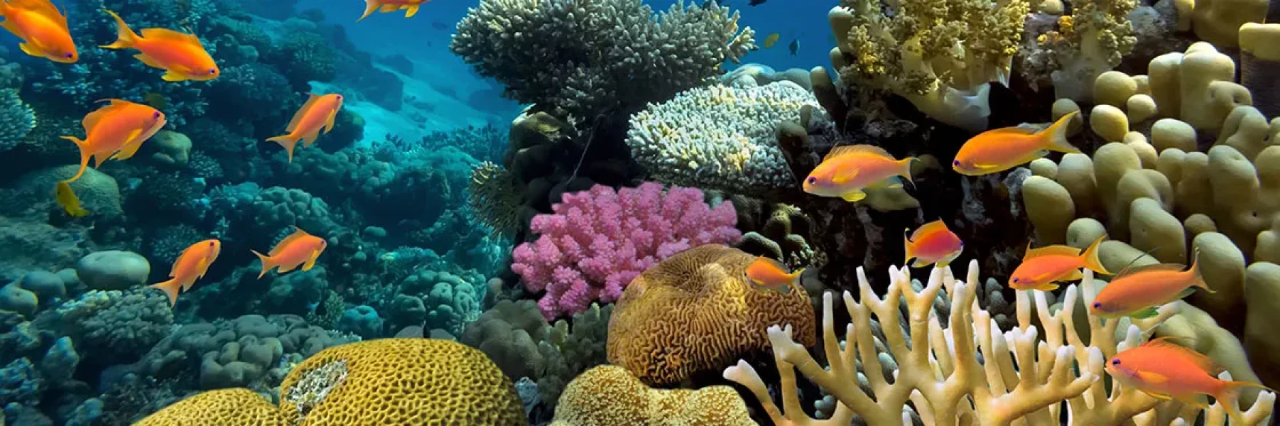 Glass Bottom Boat Tour in Dahab