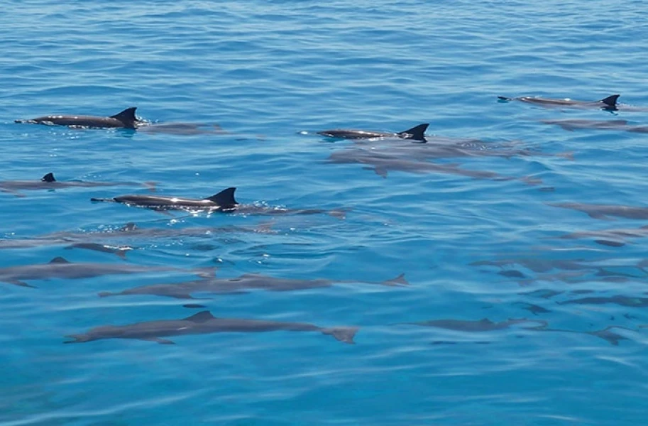 Snorkeling Trips From El Gouna