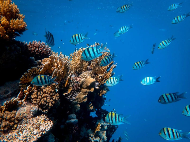 Snorkeling in hurghada