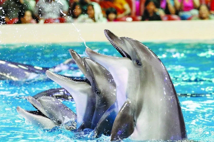 Dolphin Show in Hurghada