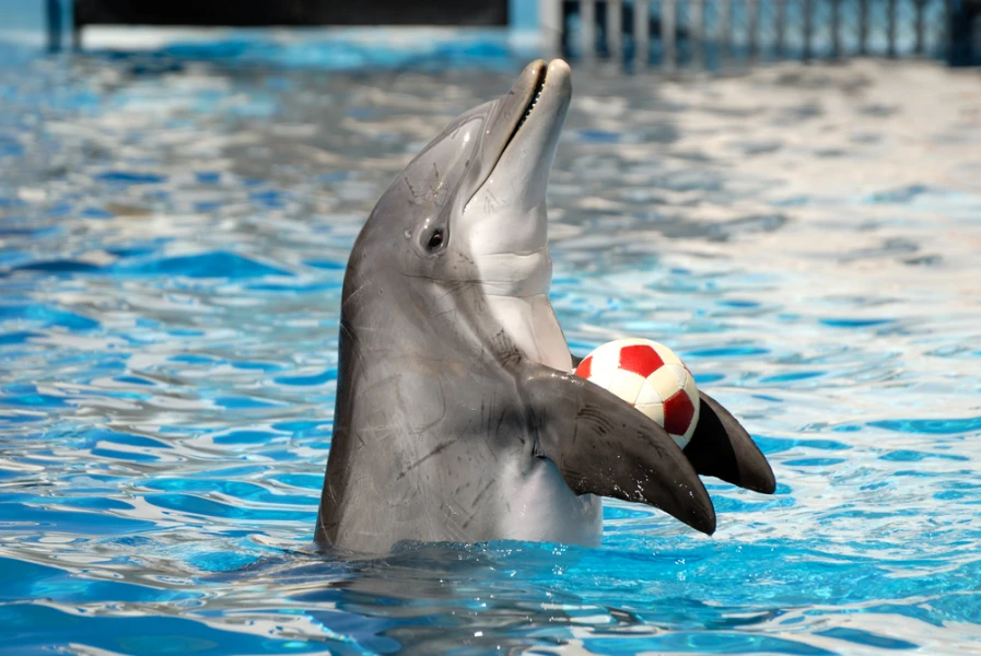 Dolphin Show in Hurghada
