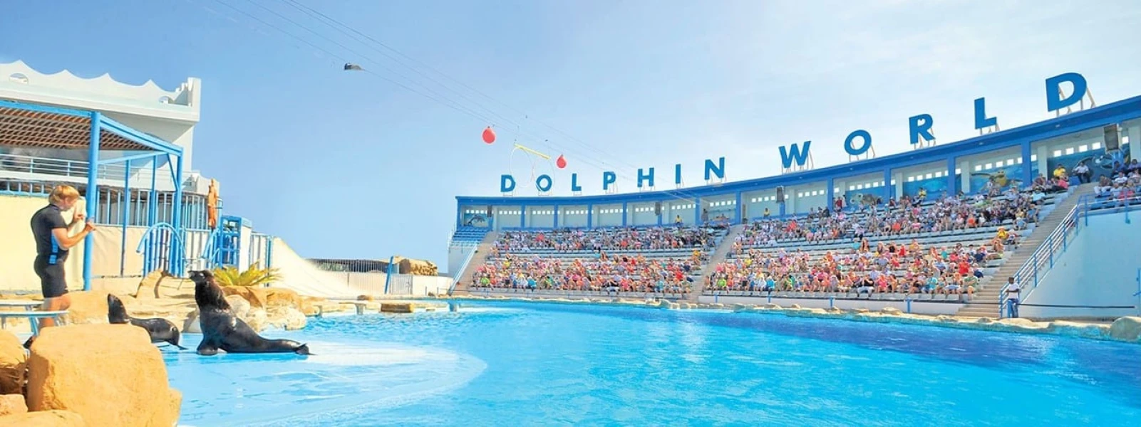 Dolphin Show in Hurghada