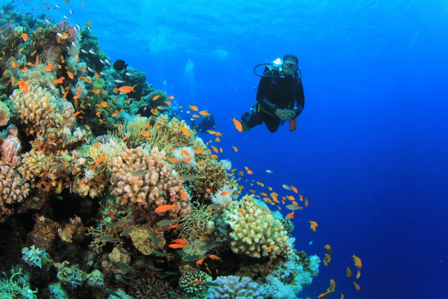 Diving in sharm el sheikh