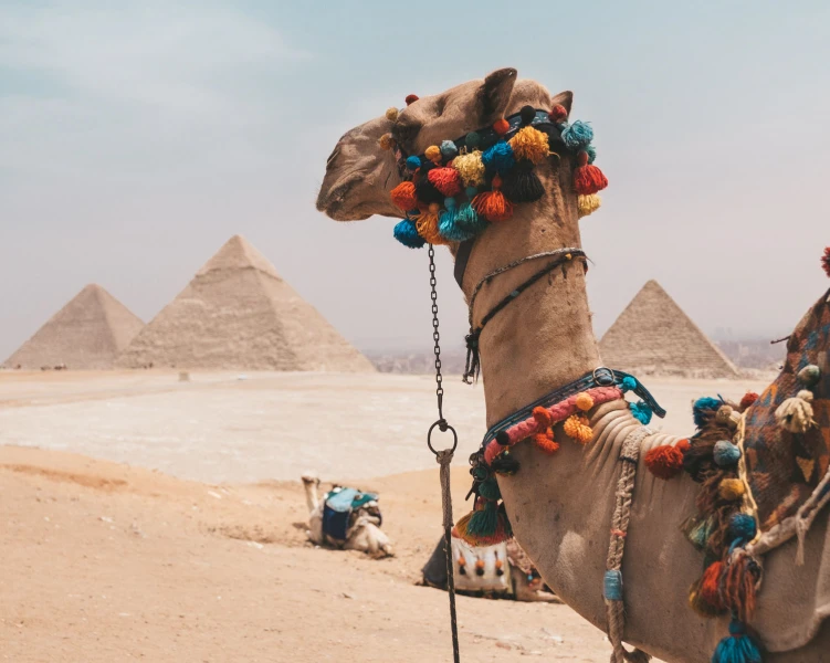 Camel ride giza pyramids