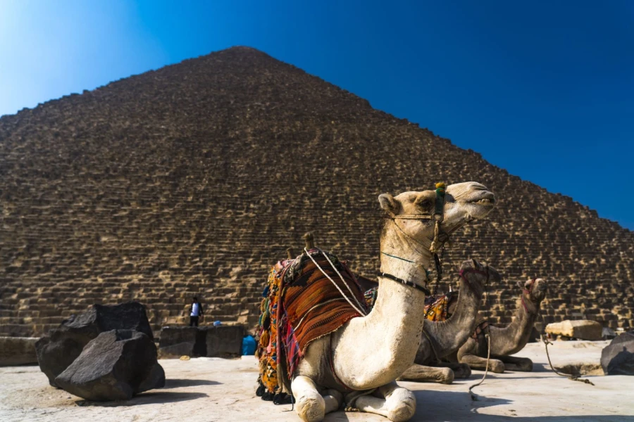 Camel ride giza pyramids