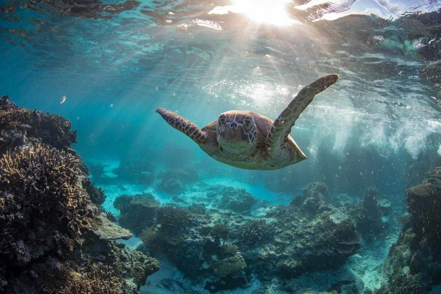Diving in hurghada