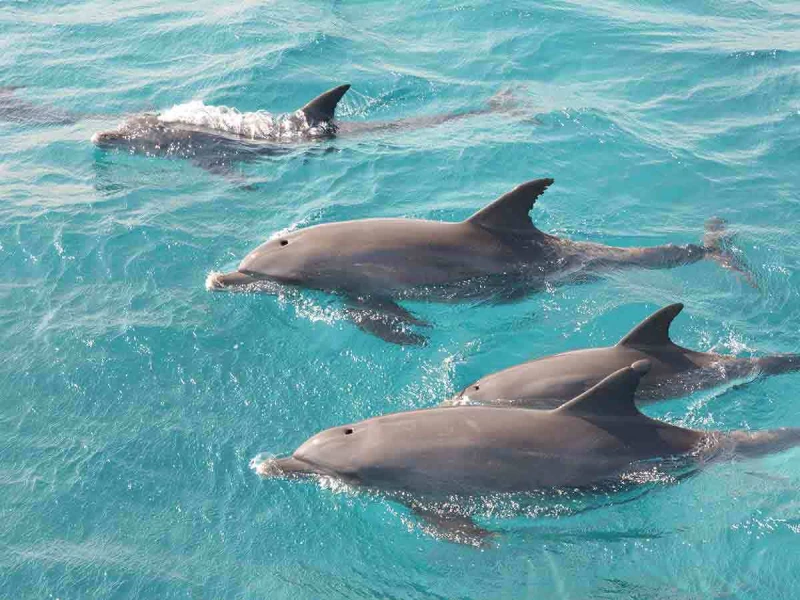 Dolphin show hurghada