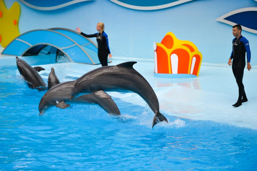 Dolphin show hurghada