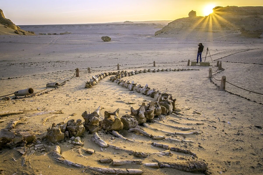 Découvrez Wadi El-Hitan à Noël en Égypte