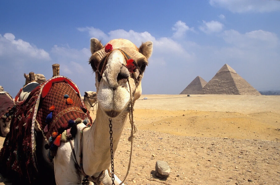 Camel ride near the pyramids of Giza