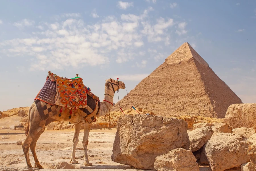 Camel by the Pyramids of Giza