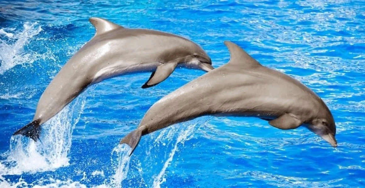 Excursion en bateau d'observation des dauphins à Hurghada