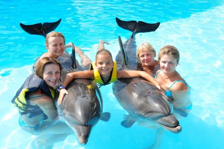 Spectacle de dauphins