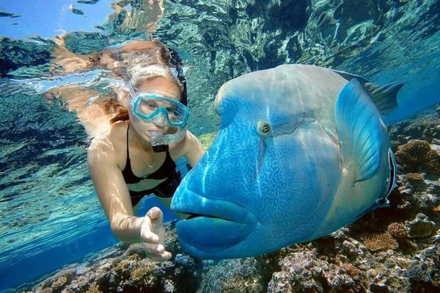 Snorkeling en Égypte