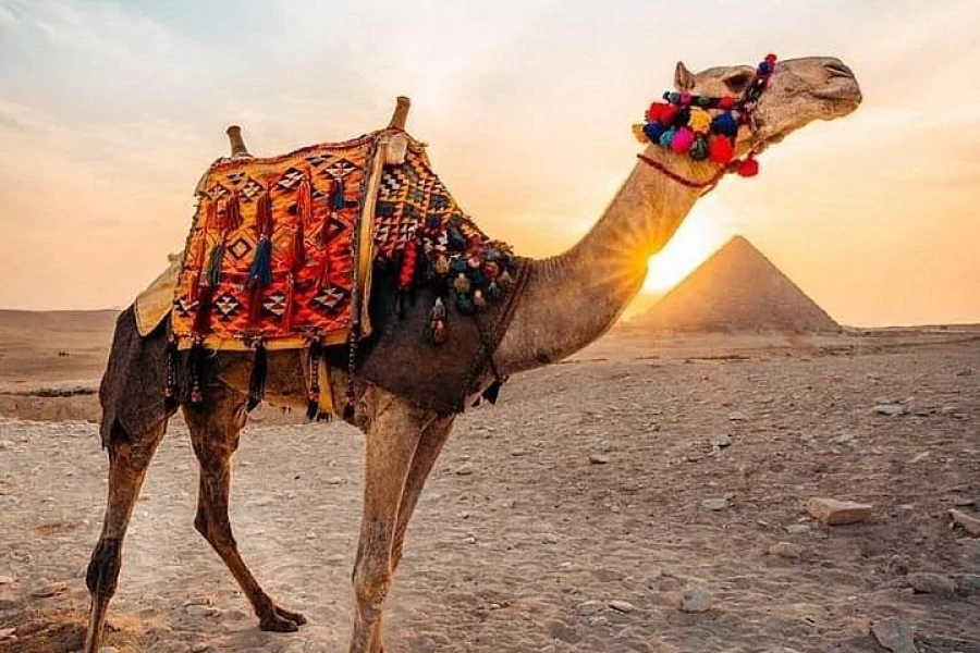 Cairo Camel Ride